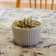 Coleslaw
